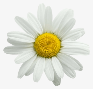 Chamomile Has Long Been Used As A Sleep Aid - Oxeye Daisy #9254103