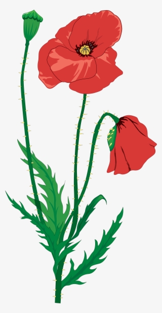 Red Poppy Clipart - Clip Art Remembrance Day Poppy - Free Transparent ...