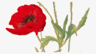 Poppies For Remembrance - Corn Poppy #9257177