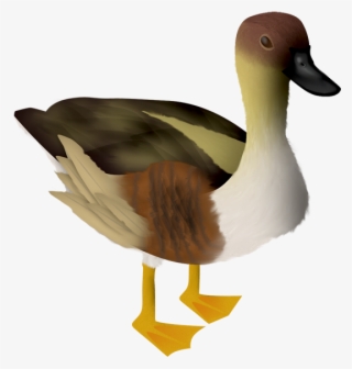 Oca - Animales Png #9257849 Oca - Animales Png #9257849