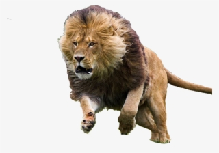 Hupoart - Weebly - Com - Lion Running Images Hd #9258012
