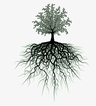 553 X 581 12 - Transparent Tree Of Life #9259653