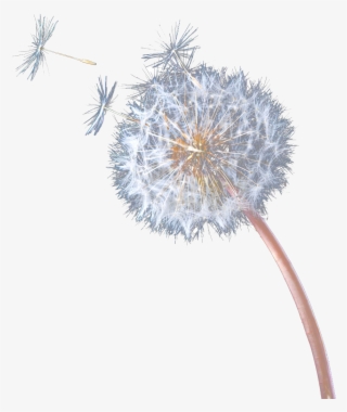 Common Dandelion Pissenlit Computer File Flying - Flying Dandelion Png #9259657