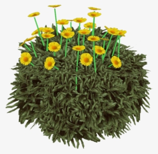 D E S E R T ~ G O L D - English Marigold #9259978