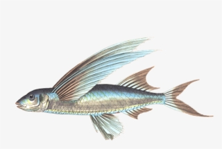 Download Free Fish Png Transparent Images Transparent - Png Fish In Water #9260103