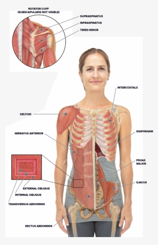 Torso And Shoulder Anatomy - Standing #9261147