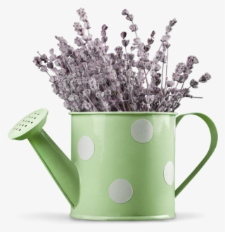 Lavender In Watering Can - English Lavender #9262286