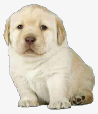 #perro #cachorro #meme #moda - Perrito Triste Meme #9262678