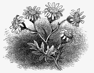 Each Of These Digital Floral Craft Images Are Perfect - Rosa Glauca #9265770 Each Of These Digital Floral Craft Images Are Perfect - Rosa Glauca #9265770