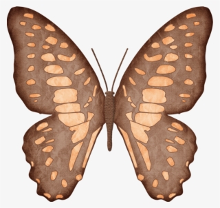 Publicat De Eu Ciresica La - Speckled Wood (butterfly #9268598