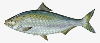 1256 X 547 1 - American Shad #9271423