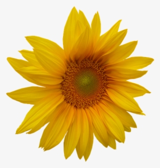 Clipart Yellow Flower Head #9272006