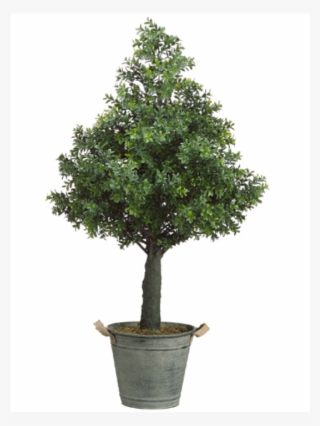 36" Boxwood Cone Topiary In Metal Container Green - Sageretia Theezans #9272013