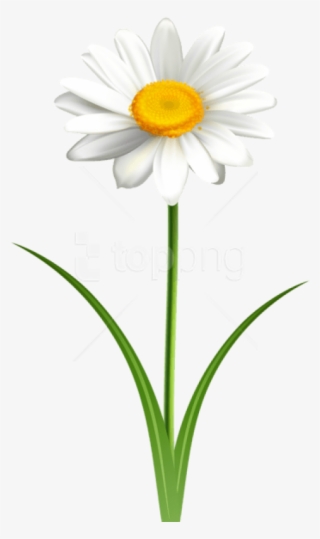 Free Png Download Daisy Flower Transparent Png Images - Daisy With Stem Png #9272883