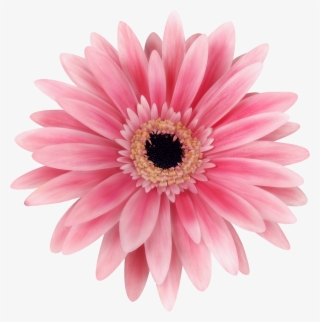 Flower Transvaal Daisy Stock Photography Common Daisy - Flower 3d Png #9272932