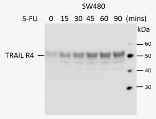 Western Blot Human Trail R4/tnfrsf10d Antibody Mab633 - Monochrome #9277431