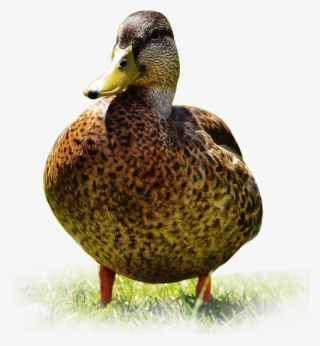 Come Hunt Along The Boreal Forest In Saskatchewan, - Mallard #9278221