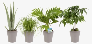 Indoor Plant Dwarf Umbrella - Cyperus Alternifolius #9278577