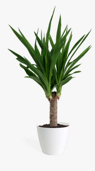 Yucca Cane Small - Yucca #9278715