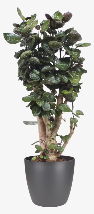 Previous - Next - Ficus Aralia #9278719