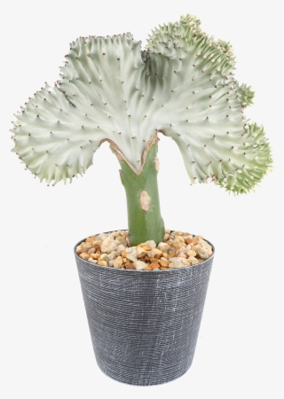 Delray Plants Coral Cactus Crested Euphorbia Easy To - Flowerpot #9278758