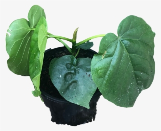 Details About Ficus Umbellata - Houseplant #9278802