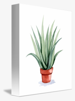 481 X 650 5 - Aloe Vera Watercolor #9278900