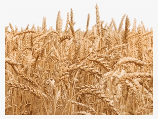 Triticale #9278948