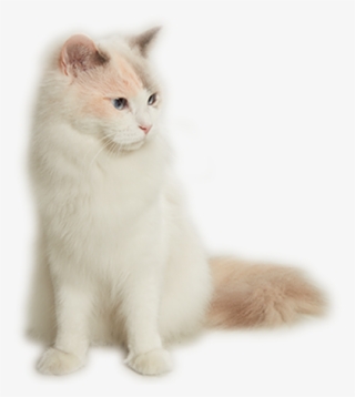 Turkish Angora #9278950 Turkish Angora #9278950