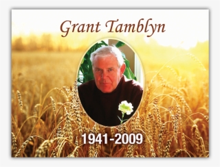 Wheat - Pemandangan Alam #9279062