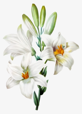 Flowers Sticker - Transparent Background White Lily Flower Png #9279145
