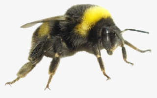 Transparent Bugs In House - Bumble Bee #9279330