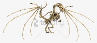 Free Png Download Dragon Skeleton Png Images Background - Dragon Skeleton Png #9280026