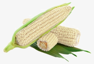 Maize #9280203
