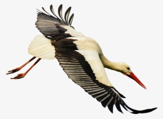 Crane Clipart Stork Bird - Stork Transparent #9281976
