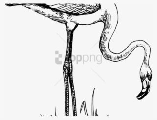Free Png Download Flamingo Bird Black And White Png - Animals And Birds Black And White #9282021