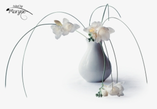 Psp Tubes & Créations De Maryse - Moth Orchid #9282733