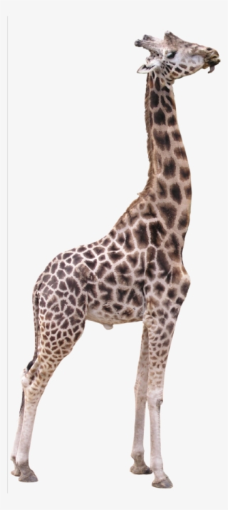 15 Giraffe Transparent Png For Free Download On Mbtskoudsalg - Giraffe Transparent Background #9283086 15 Giraffe Transparent Png For Free Download On Mbtskoudsalg - Giraffe Transparent Background #9283086