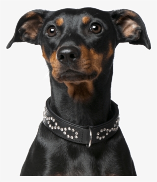 Dachshund Yorkie Mix - Companion Dog #9283933