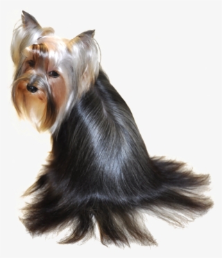 Beautiful Yorkie Hairstyles - Yorkshire Terrier #9284037