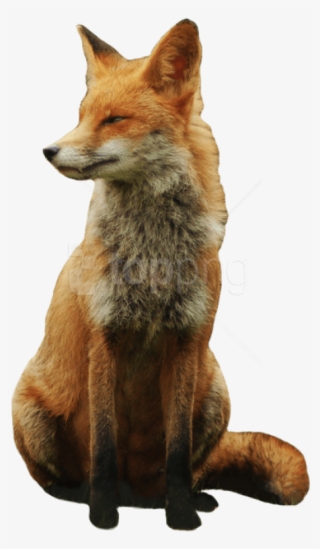 Download Fox Png Images Background - Red Fox Transparent #9287274
