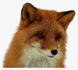 Red Fox Clipart Transparent Background - Transparent Red Fox #9287459