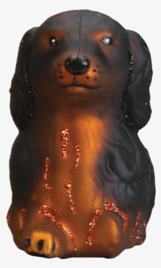 Long Haired Dachshund Old - Dachshund #9288246