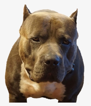 Big Mack - Pit Bull #9288552