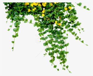 Free Png Download Plants Png Images Background Png - Leaves And Flowers Png #9289581