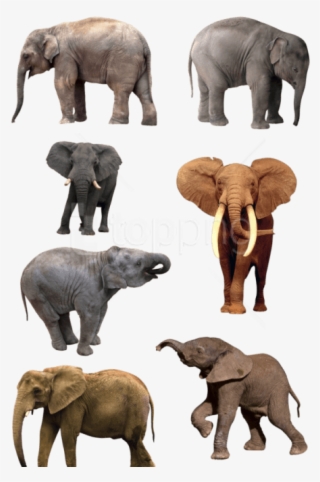 Free Png Download Elephant Png Images Background Png - Natural History Museum Of Los Angeles County #9290870