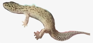 Nile Crocodile #9291203