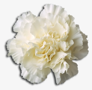 Alpha Phi Delta - Flower No Background Png #9291518