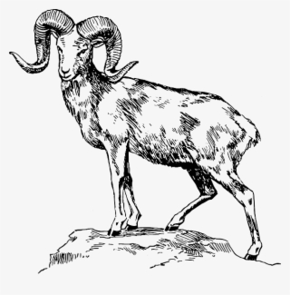 Clipart Goat Mountain Goat - Mountain Goat Clipart Black And White #9292785