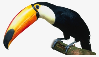 Go To Image - Kind Of Birds #9294505